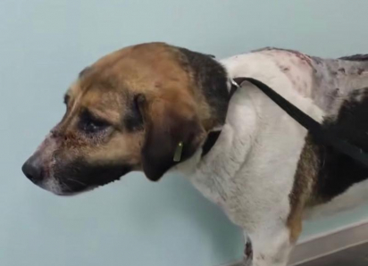 Живодер расстрелял бездомных собак в Сочи