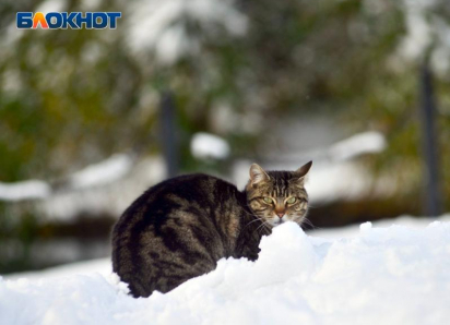 Обрушившиеся на Сочи снегопады стали самыми обильными за 21 год