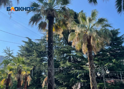 «В Сочи выдано разрешение на снос 1400 пальм»: депутат пожаловался министру на уход за субтропическими растениями