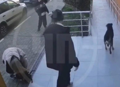 Бездомные собаки напали на подростков в Сочи