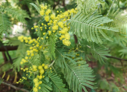 Мимоза зацвела в Сочи на 3 месяца раньше срока