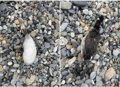 На фоне массовой гибели птиц, Сочинского географическое общество напомнило мэру о его обещании