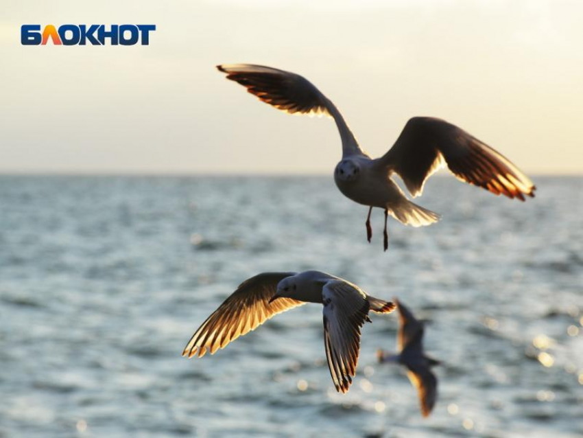 Потепление ожидается на территории Сочи