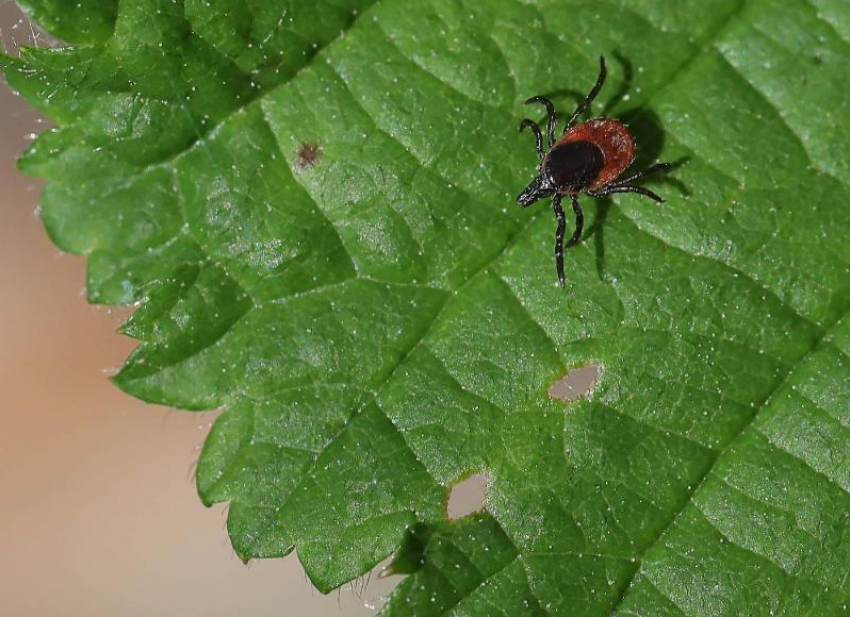 Клещи активизировались в Сочи