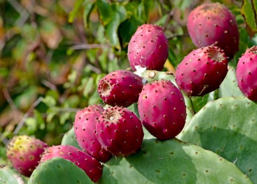 В парке Сириуса созрели плоды кактуса Опунция