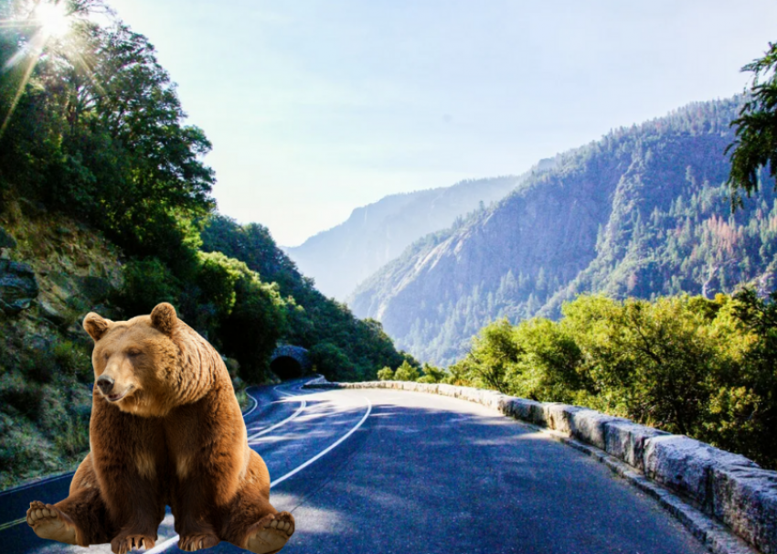 На сочинских горных дорогах могут появиться пешеходные переходы для медведей