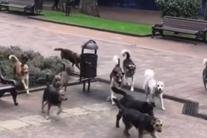 На сочинских улицах заметили стаю агрессивных бездомных собак