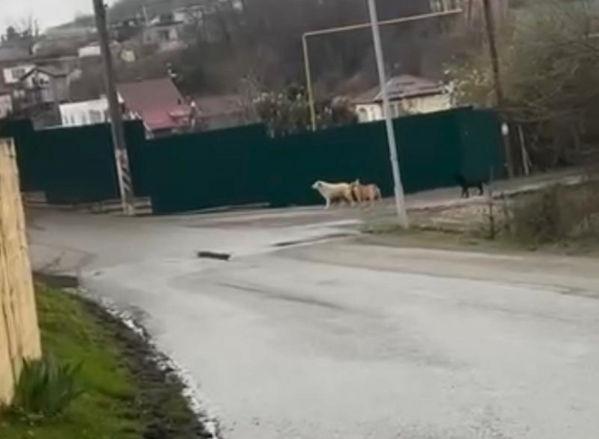 Стая собак напала на женщину в селе Сочи