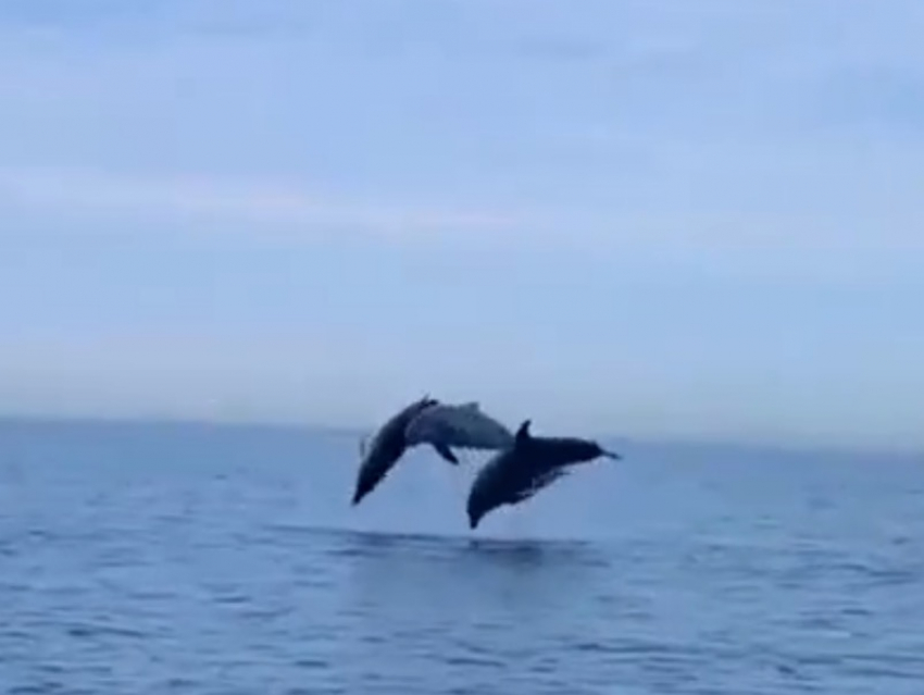 Шоу дельфинов в Сочи вызвало бурную реакцию в сети 