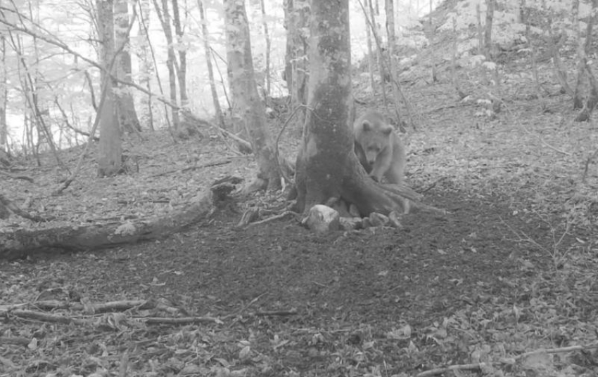 Свирепства медведей в горном кластере Сочи попали на видео