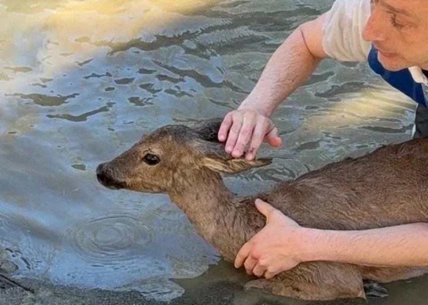 В Сочи спасли очередную косулю, загнанную собаками в реку