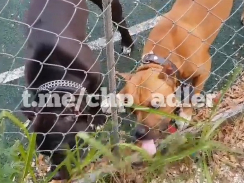 Жительница Сочи выгуливала бойцовских собак прямо на детской площадке