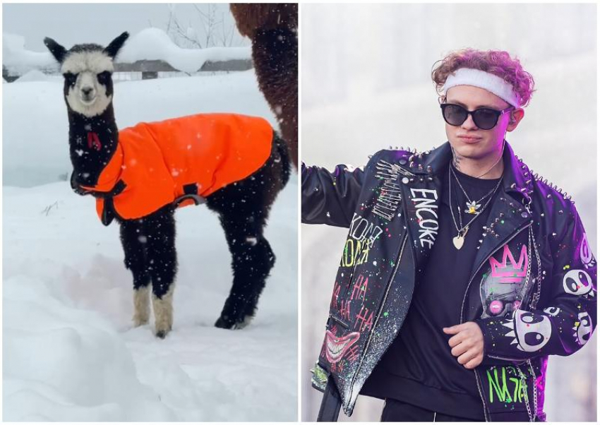 Рэпер из Москвы взял под опеку альпаку из парка Сочи