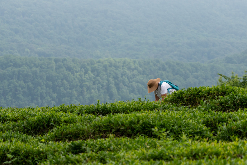 Более 25 тонн чайного листа собрали в Сочи