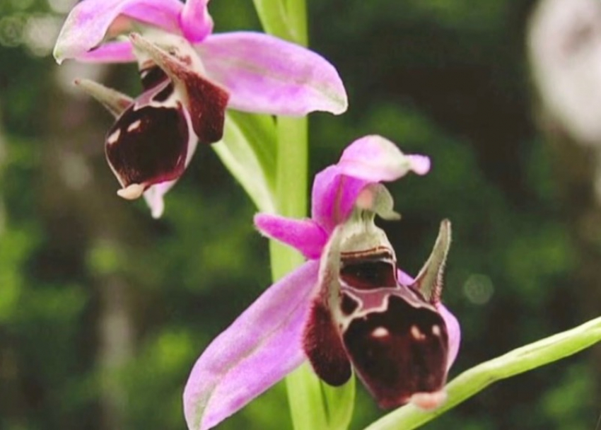 Редкие орхидеи исчезают из-за многочисленного строительства в Сочи