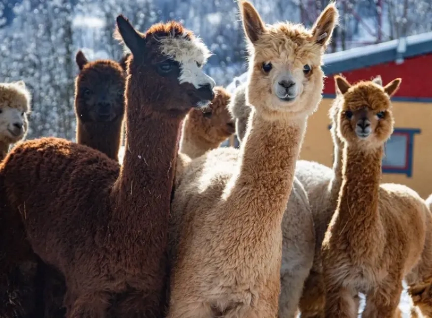 20 альпак из Южной Америки переехали в Сочи