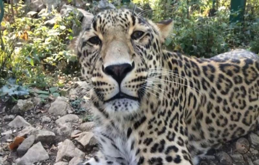 Девятилетнего леопарда из сочинского Центра восстановления отправят в зоопарк