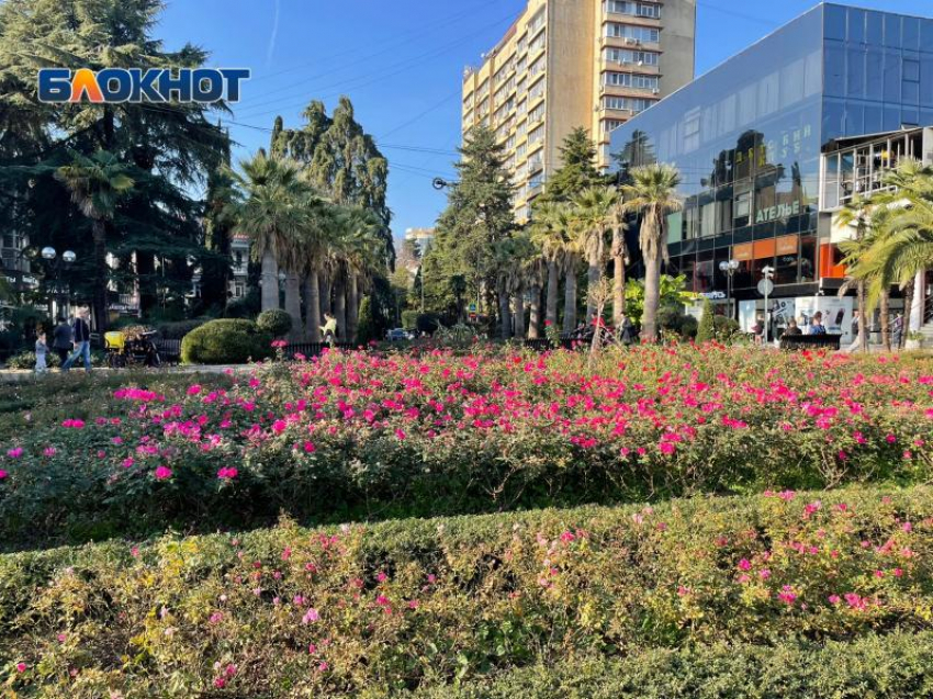 213 тысяч цветов высадят в Сочи