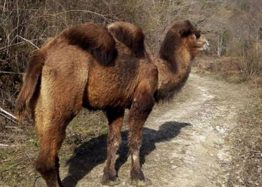 Жители Сочи заметили верблюдицу, сбежавшую из сафари-парка