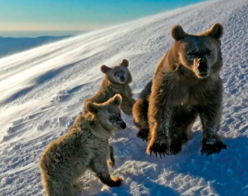 Прогулка медвежьей семьи в горах Красной Поляны попала на видео