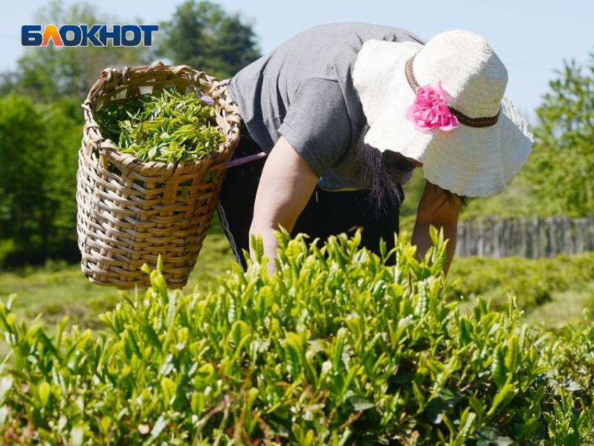 Территории чайных плантаций в Сочи увеличат в два раза