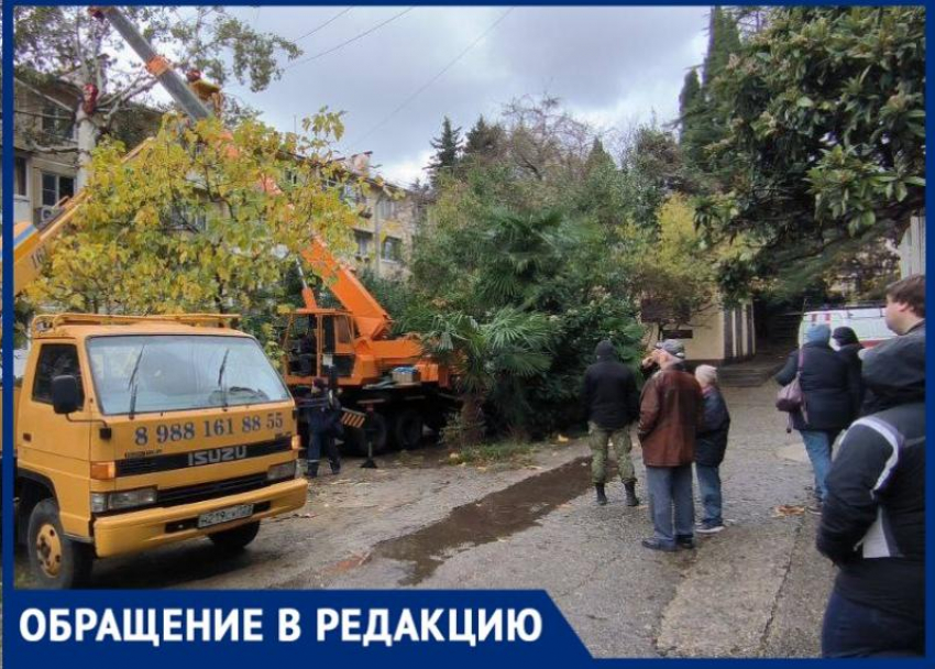 Житель Сочи рассказал о бездействии УК, которая не может ликвидировать аварийные деревья 