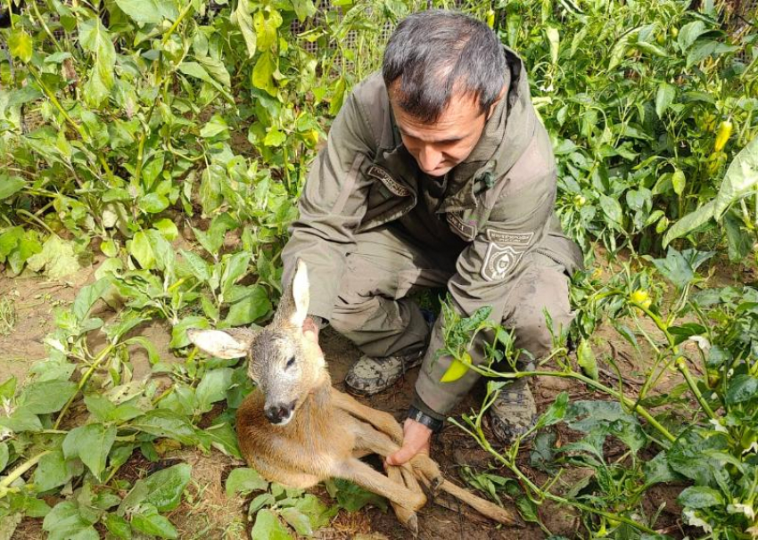 В Сочи спасли косуленка, забравшегося во двор жилого дома