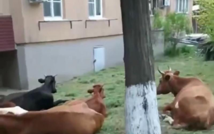 Сочинцев возмутило стадо разгуливающих по городу коров