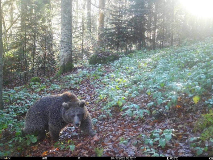  Медведь уничтожил фотоловушку в горах Сочи