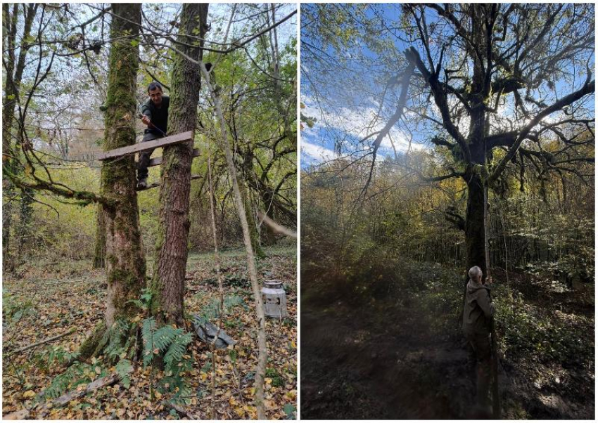 Ловушки браконьеров на медведей нашли в Сочинском нацпарке