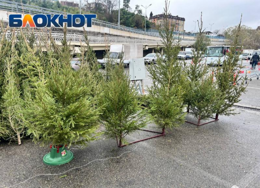 Всего один пункт сбора елей открыли в Сочи, вместо пяти