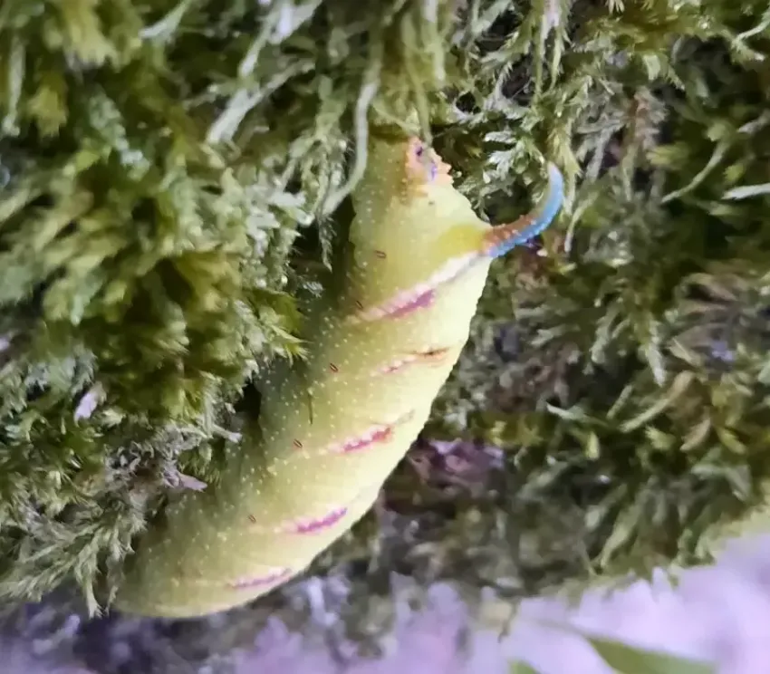 Жители Сочи обнаружили необычную гусеницу