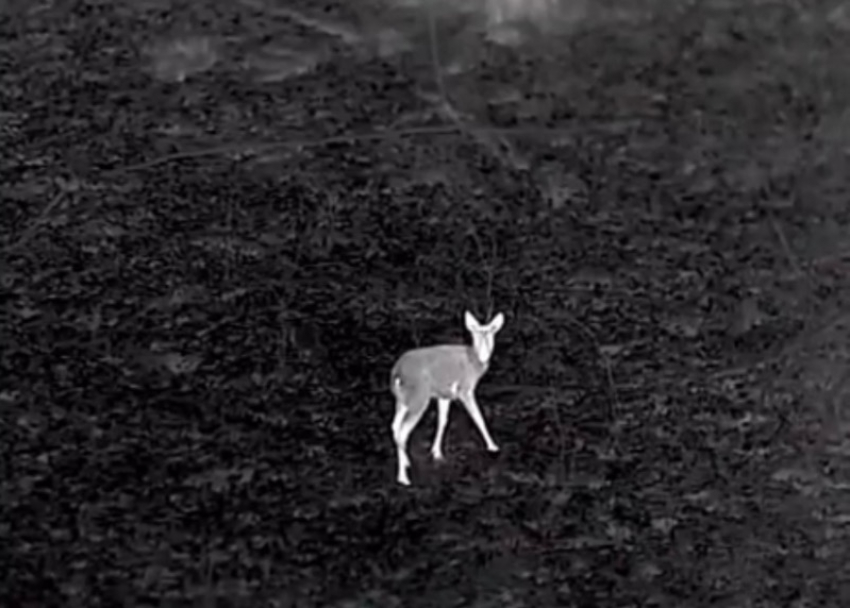 Самец европейской косули попал в объектив камеры в лесу Сочи 