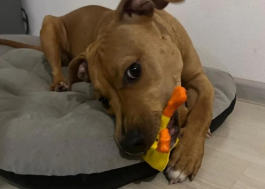 Семья из Санкт-Петербурга забрала собаку из приюта Сочи