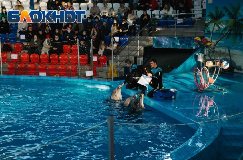 Сочинские волонтеры пытаются спасти истощенного дельфина