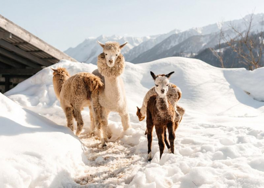 Альпаки с редким цветом родились в парке Сочи