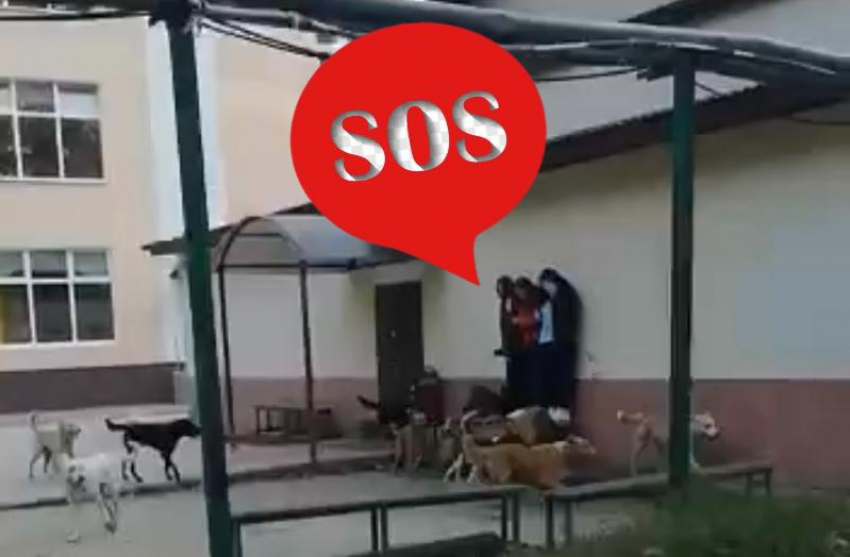 Администрации нет дела: свора псов возле школы пугает сочинцев