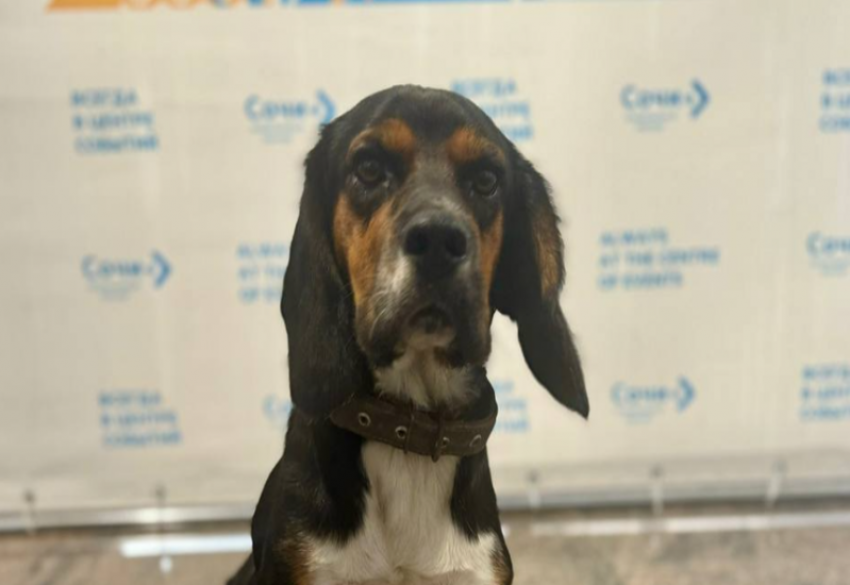 Сочинский Хатико, найденный в аэропорту, вернулся домой