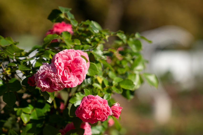 В парке Сочи высадили 6 тысяч кустов роз