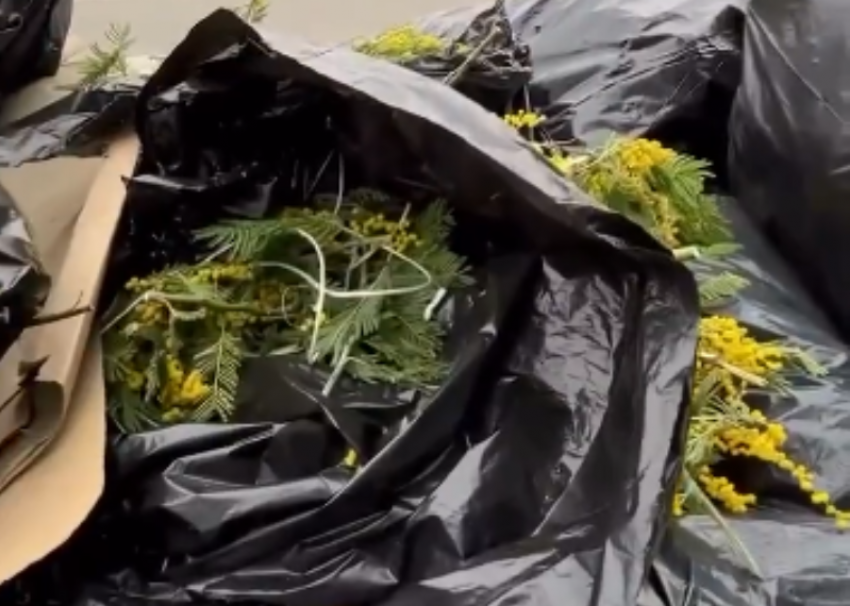 Продавцы бросили мешки с мимозой на таможенном пункте Псоу Сочи