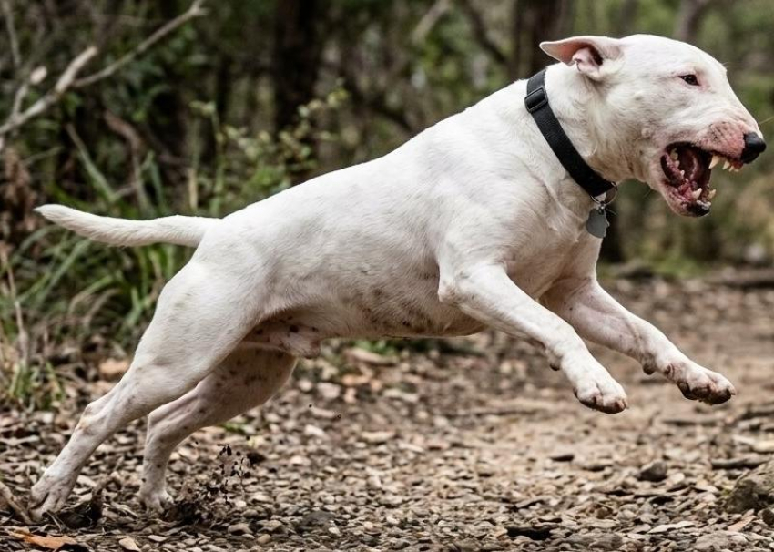 Агрессивный бультерьер напал на полицейских в Сочи