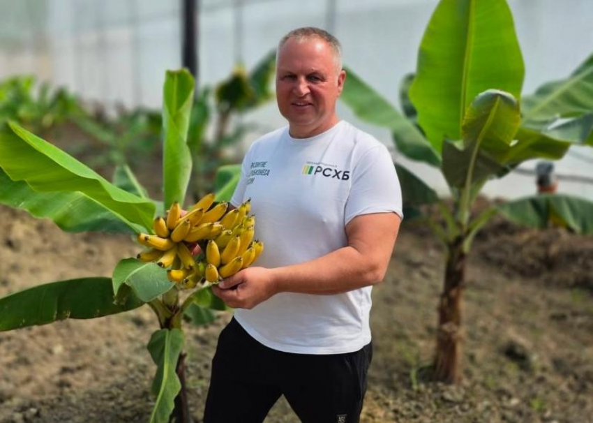 Первую партию бананов вырастили в селе Орел-Изумруд Сочи