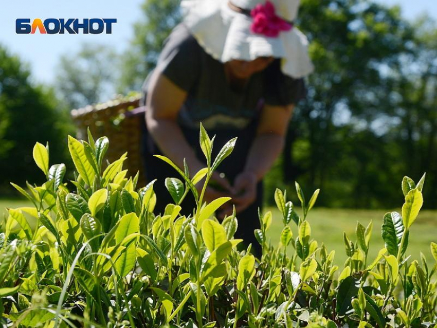 Музей адыгов-шапсугов и чайные плантации: какие новые экскурсии летом появятся в Сочи
