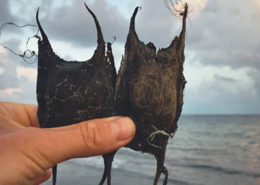 Сочинский нацпарк рассказал, что такое «кошелек русалки»