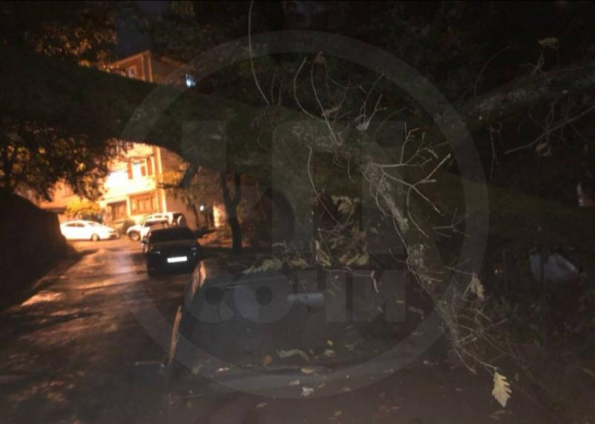 Огромное дерево придавило автомобиль около жилого дома в Сочи