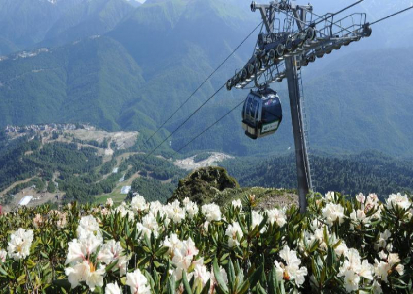 В горах Сочи начался пик цветения ядовитых рододендронов