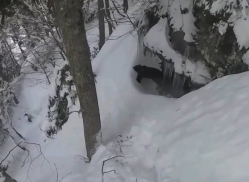 Сноубордисты разбудили медведицу в горах Сочи и едва не стали ее жертвами