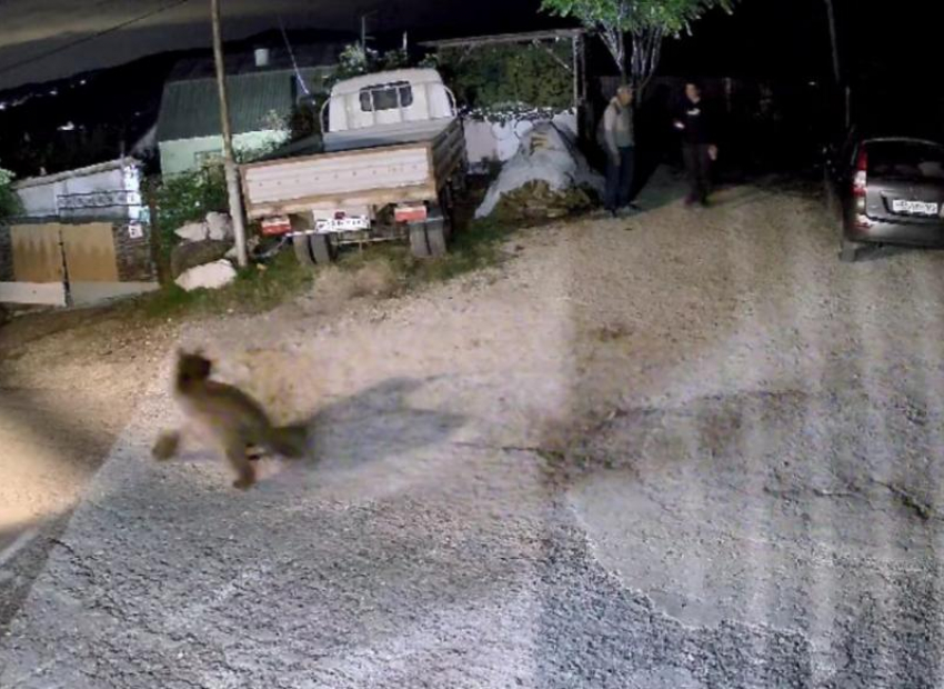 Бегающего по СНТ в Сочи медведя запечатлели на видео