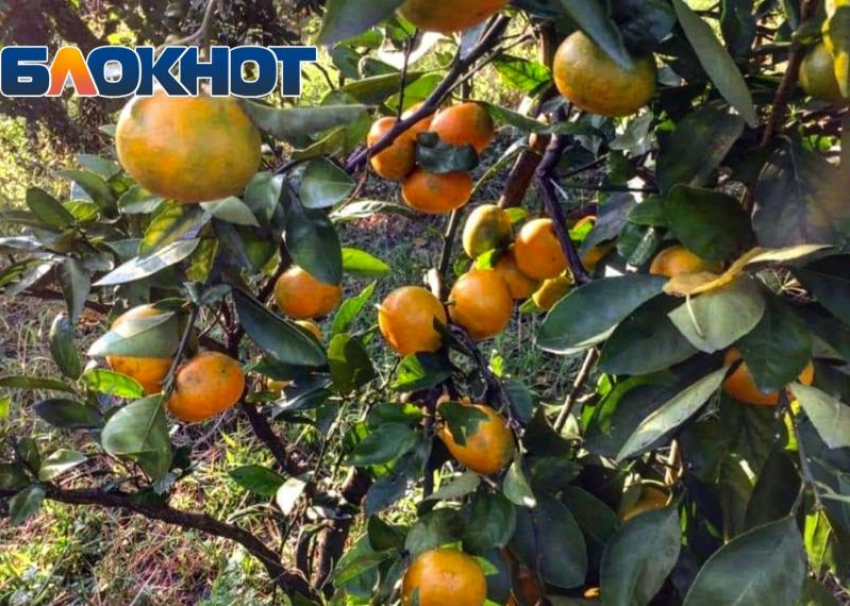 Из-за долгих весенних холодов в Сочи снизился урожай мандаринов