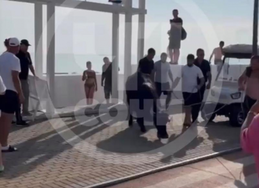 Истощенного буйвола принесло штормом к берегу Сочи из Абхазии